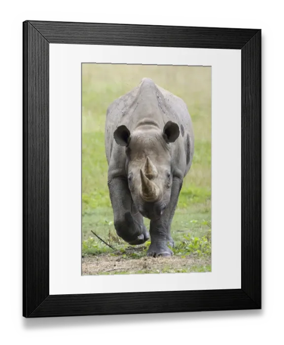 Framed Print : Black Rhinoceros (Diceros bicornis) adult, walking towards camera (captive)