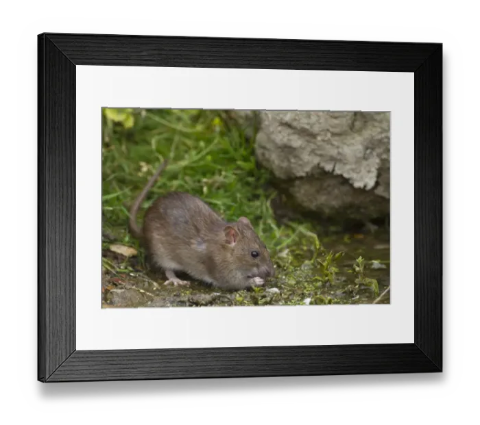 Framed Print : Brown Rat (Rattus norvegicus) adult, feeding at edge of water, Norfolk, England, august Framed Print : Brown Rat (Rattus norvegicus) adult, feeding at edge of water, Norfolk, England, august