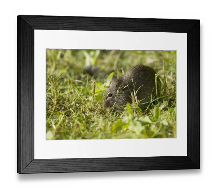 Framed Print : Hispid Cotton Rat (Sigmodon hispidus) adult, feeding in grassland, Quintana, Brazoria County, Texas, U. S. A. april Framed Print : Hispid Cotton Rat (Sigmodon hispidus) adult, feeding in grassland, Quintana, Brazoria County, Texas, U. S. A. april