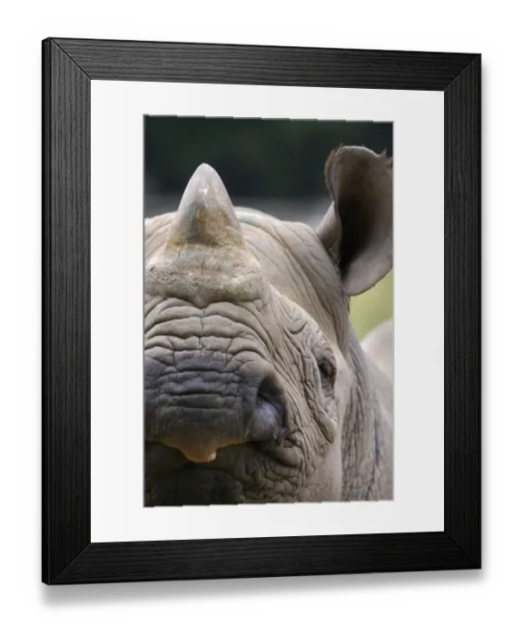 Framed Print : Black Rhinoceros (Diceros bicornis) adult, close-up of face (captive) Framed Print : Black Rhinoceros (Diceros bicornis) adult, close-up of face (captive)