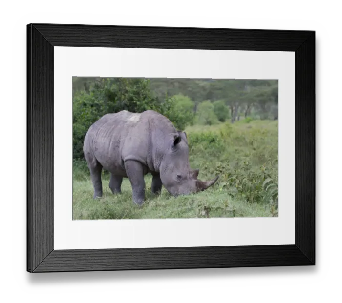 Framed Print : White Rhinoceros (Ceratotherium simum) adult, grazing in savannah, Lake Nakuru N. P. Great Rift Valley, Kenya, August Framed Print : White Rhinoceros (Ceratotherium simum) adult, grazing in savannah, Lake Nakuru N. P. Great Rift Valley, Kenya, August