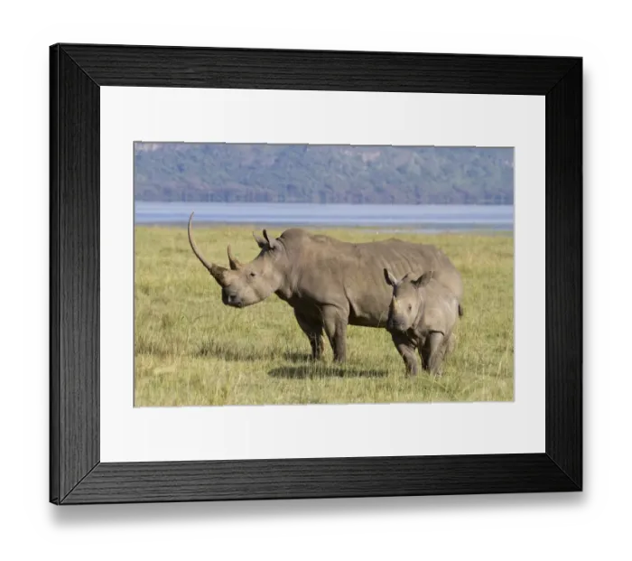 Framed Print : White Rhinoceros (Ceratotherium simum) adult female with calf, standing in savannah, Lake Nakuru N. P Framed Print : White Rhinoceros (Ceratotherium simum) adult female with calf, standing in savannah, Lake Nakuru N. P