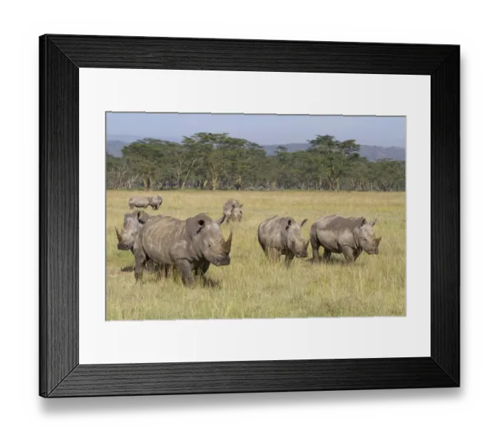 Framed Print : White Rhinoceros (Ceratotherium simum) group, standing in savannah habitat, Lake Nakuru N. P Framed Print : White Rhinoceros (Ceratotherium simum) group, standing in savannah habitat, Lake Nakuru N. P