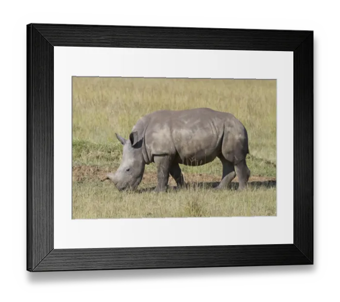 Framed Print : White Rhinoceros (Ceratotherium simum) calf, grazing in savannah, Lake Nakuru N. P. Great Rift Valley, Kenya, August Framed Print : White Rhinoceros (Ceratotherium simum) calf, grazing in savannah, Lake Nakuru N. P. Great Rift Valley, Kenya, August