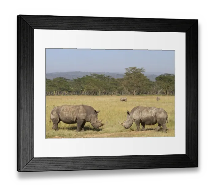 Framed Print : White Rhinoceros (Ceratotherium simum) four adults, grazing in savannah habitat, Lake Nakuru N. P