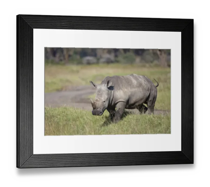 Framed Print : White Rhinoceros (Ceratotherium simum) adult, walking in savannah, Lake Nakuru N. P. Great Rift Valley, Kenya, August