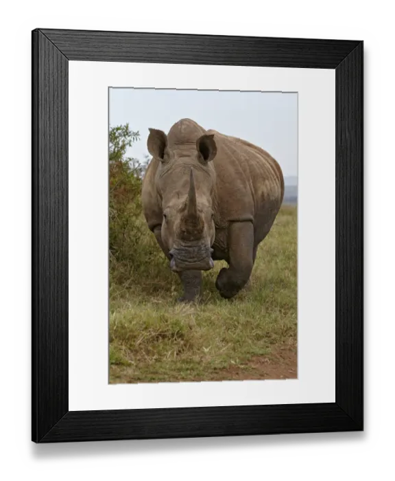 Framed Print : White Rhinoceros (Ceratotherium simum) adult, walking on grass, Tala Reserve, KwaZulu-Natal Province, South Africa Framed Print : White Rhinoceros (Ceratotherium simum) adult, walking on grass, Tala Reserve, KwaZulu-Natal Province, South Africa