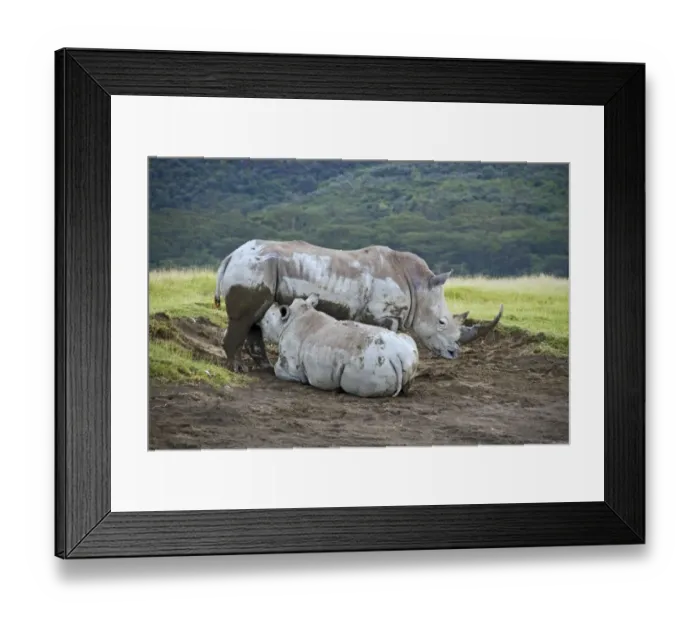 Framed Print : White Rhinoceros (Ceratotherium simum) adult female with calf, suckling, Lake Nakuru N. P Framed Print : White Rhinoceros (Ceratotherium simum) adult female with calf, suckling, Lake Nakuru N. P