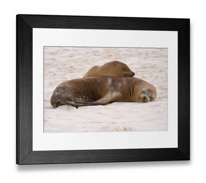 Framed Print : Galapagos Sealion (Zalophus califonianus wollebaeki) two adults, sleeping together on sandy beach Framed Print : Galapagos Sealion (Zalophus califonianus wollebaeki) two adults, sleeping together on sandy beach