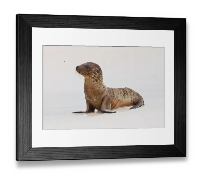 Framed Print : Galapagos Sealion (Zalophus califonianus wollebaeki) pup, with flies on sandy beach, San Cristobal (Chatham Island) Framed Print : Galapagos Sealion (Zalophus califonianus wollebaeki) pup, with flies on sandy beach, San Cristobal (Chatham Island)