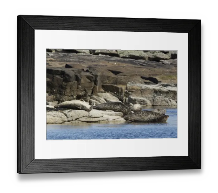 Framed Print : Common Seal (Phoca vitulina) adults, group hauled out on rocks at high tide, Shetland Islands, Scotland, May Framed Print : Common Seal (Phoca vitulina) adults, group hauled out on rocks at high tide, Shetland Islands, Scotland, May