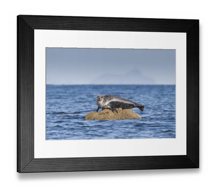Framed Print : Common Seal (Phoca vitulina) adult, basking on rock, Firth of Clyde, Ballantrae, Ayrshire, Scotland, October Framed Print : Common Seal (Phoca vitulina) adult, basking on rock, Firth of Clyde, Ballantrae, Ayrshire, Scotland, October