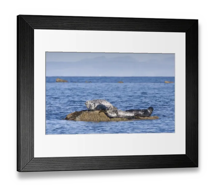 Framed Print : Common Seal (Phoca vitulina) four adults, basking on rocks, Firth of Clyde, Ballantrae, Ayrshire, Scotland, October Framed Print : Common Seal (Phoca vitulina) four adults, basking on rocks, Firth of Clyde, Ballantrae, Ayrshire, Scotland, October