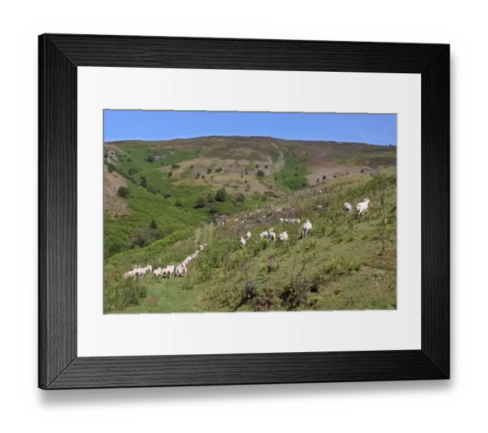 Framed Print : Domestic Sheep, newly shorn flock, released onto upland for summer grazing, Clwydian Hills, North Wales, july Framed Print : Domestic Sheep, newly shorn flock, released onto upland for summer grazing, Clwydian Hills, North Wales, july