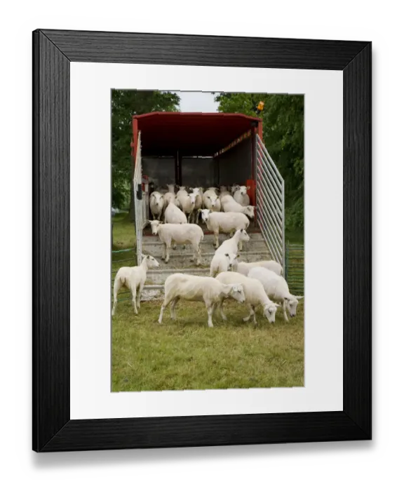 Framed Print : Domestic Sheep, flock, beside lorry trailer after shearing, England, June