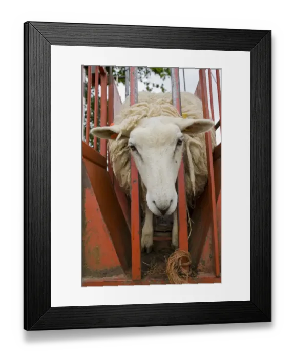Framed Print : Domestic Sheep, adult, with head through bars before shearing, England, June Framed Print : Domestic Sheep, adult, with head through bars before shearing, England, June