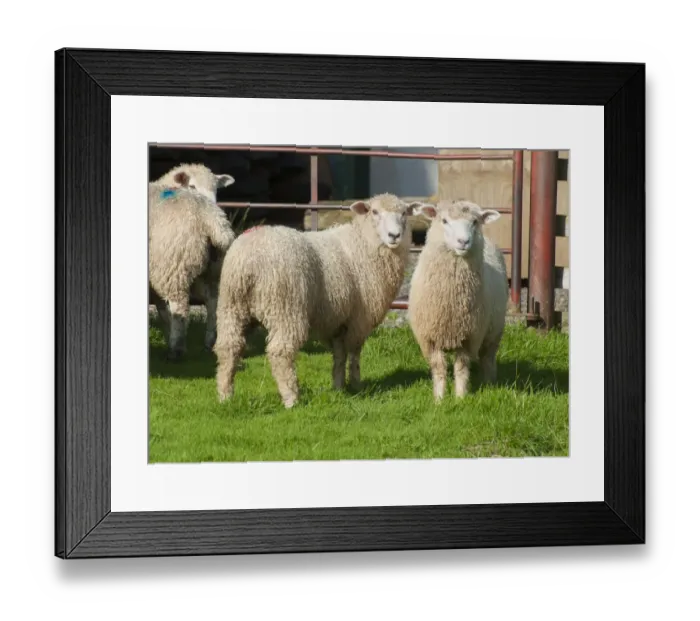 Framed Print : Domestic Sheep, Romney lambs, standing in pasture beside gate, Jervaulx, Masham, Ripon, North Yorkshire, England Framed Print : Domestic Sheep, Romney lambs, standing in pasture beside gate, Jervaulx, Masham, Ripon, North Yorkshire, England