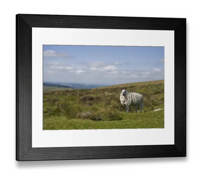 Framed Print : Domestic Sheep, adult, standing on moorland habitat, Dartmoor N. P. Devon, England, July Framed Print : Domestic Sheep, adult, standing on moorland habitat, Dartmoor N. P. Devon, England, July