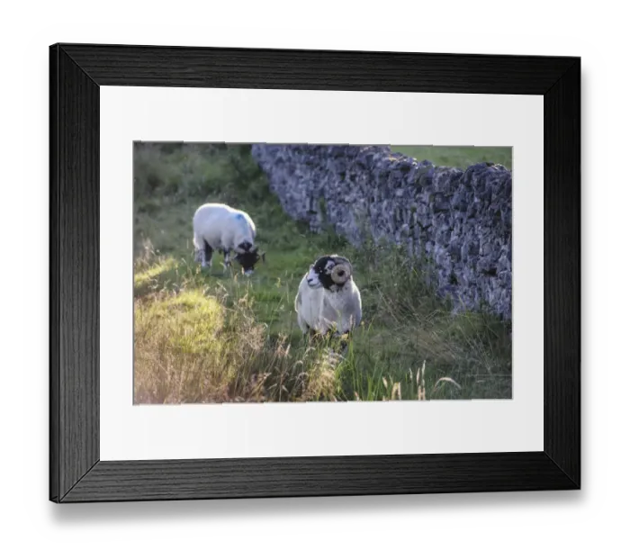 Framed Print : Domestic Sheep, Swaledale rams, standing in pasture beside drystone wall with midges in flight, in evening sunlight Framed Print : Domestic Sheep, Swaledale rams, standing in pasture beside drystone wall with midges in flight, in evening sunlight