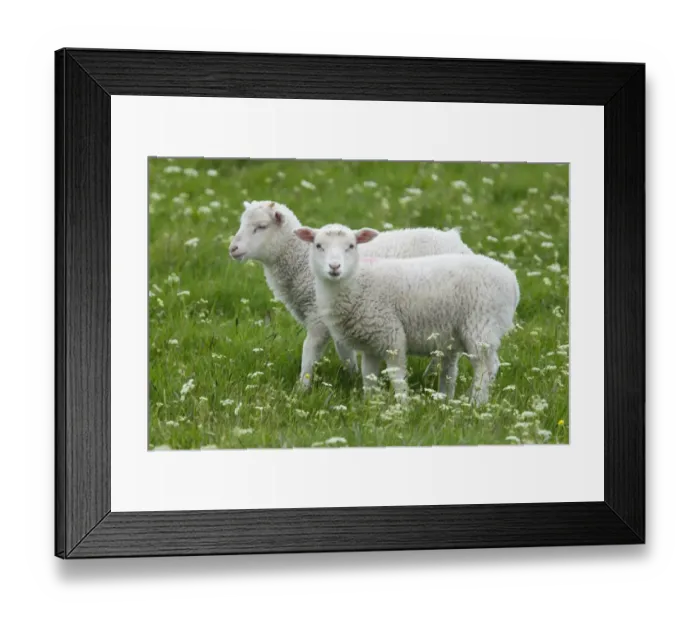 Framed Print : Domestic Sheep, two lambs, standing in pasture, Shetland Islands, Scotland, June Framed Print : Domestic Sheep, two lambs, standing in pasture, Shetland Islands, Scotland, June