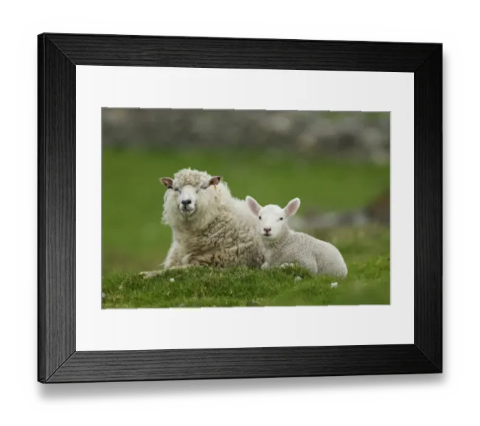 Framed Print : Domestic Sheep, ewe with lamb, resting in pasture, Shetland Islands, Scotland, May Framed Print : Domestic Sheep, ewe with lamb, resting in pasture, Shetland Islands, Scotland, May