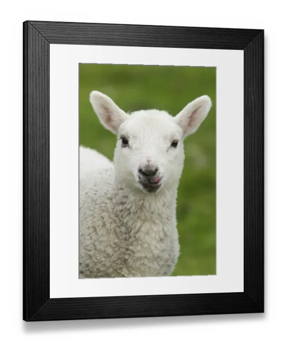 Framed Print : Domestic Sheep, lamb, close-up of head, with tongue out, Shetland Islands, Scotland, June Framed Print : Domestic Sheep, lamb, close-up of head, with tongue out, Shetland Islands, Scotland, June