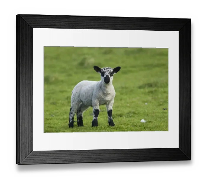 Framed Print : Domestic Sheep, Scottish Blackface cross, lamb, standing in pasture, Shetland Islands, Scotland, June