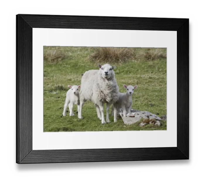 Framed Print : Domestic Sheep, ewe with twin lambs, standing in pasture, Shetland Islands, Scotland, May Framed Print : Domestic Sheep, ewe with twin lambs, standing in pasture, Shetland Islands, Scotland, May