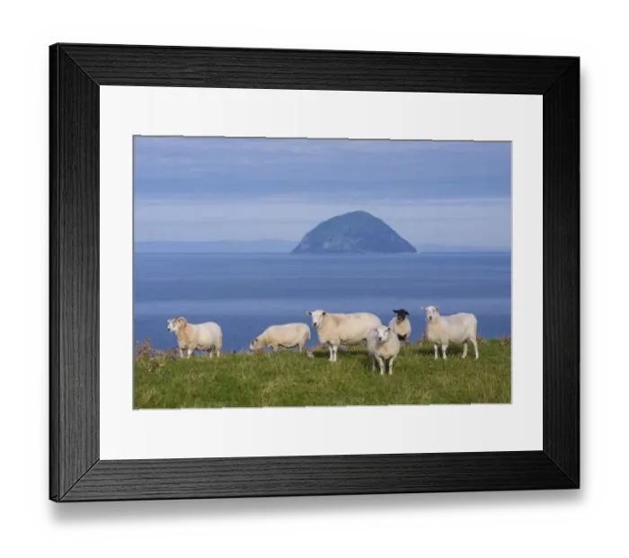 Framed Print : Domestic Sheep, ewes, flock grazing on coastal pasture, with volcanic plug island in background, Ailsa Craig Framed Print : Domestic Sheep, ewes, flock grazing on coastal pasture, with volcanic plug island in background, Ailsa Craig