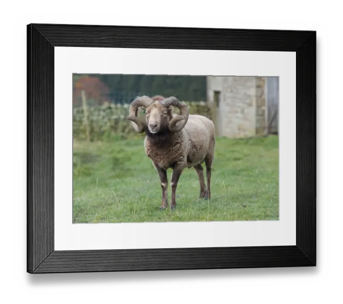 Framed Print : Domestic Sheep, Castlemilk Moorit ram, standing in pasture, Tosside, North Yorkshire, England, October Framed Print : Domestic Sheep, Castlemilk Moorit ram, standing in pasture, Tosside, North Yorkshire, England, October