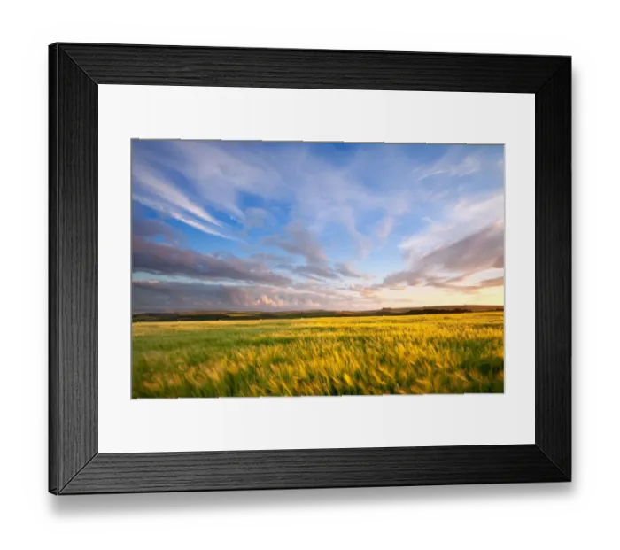 Framed Print : View across barley field swaying in breeze towards coast in late evening sunlight, looking towards Baggy Point