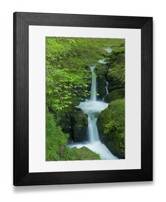 Framed Print : Waterfall and trees on bank with fresh green leaves, Pencil Falls, Hoar Oak Water, North Devon, England, May Framed Print : Waterfall and trees on bank with fresh green leaves, Pencil Falls, Hoar Oak Water, North Devon, England, May