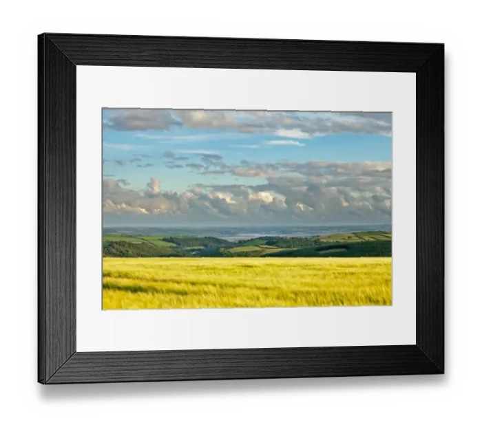 Framed Print : View across barley field towards coast in late evening sunlight, looking towards Instow and Appledore Framed Print : View across barley field towards coast in late evening sunlight, looking towards Instow and Appledore