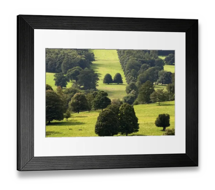 Framed Print : View of stately home estate parkland, with trees and sheep flock, Chatsworth House, Derbyshire, England, August