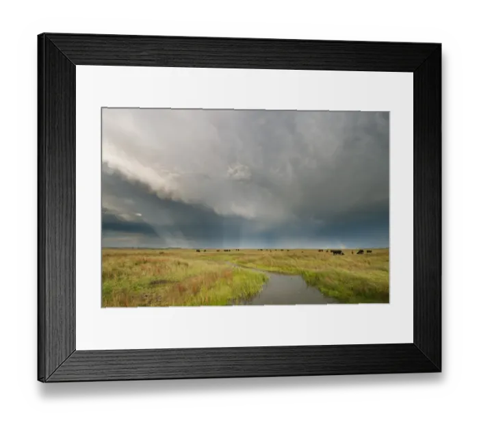 Framed Print : Stormclouds and rainbow over cattle in coastal grazing marsh habitat, Elmley Marshes National Nature Reserve Framed Print : Stormclouds and rainbow over cattle in coastal grazing marsh habitat, Elmley Marshes National Nature Reserve