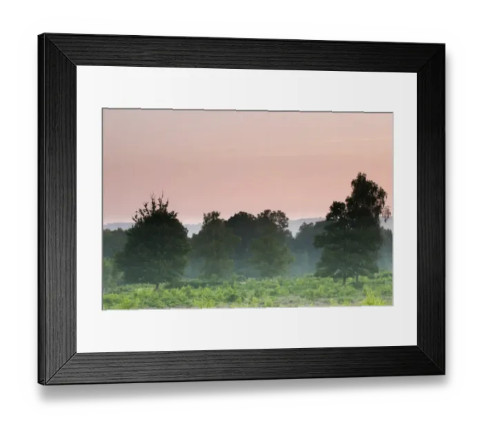 Framed Print : View of misty lowland heathland habitat at dawn, Hothfield Heathlands, Hothfield, Kent, England, August Framed Print : View of misty lowland heathland habitat at dawn, Hothfield Heathlands, Hothfield, Kent, England, August