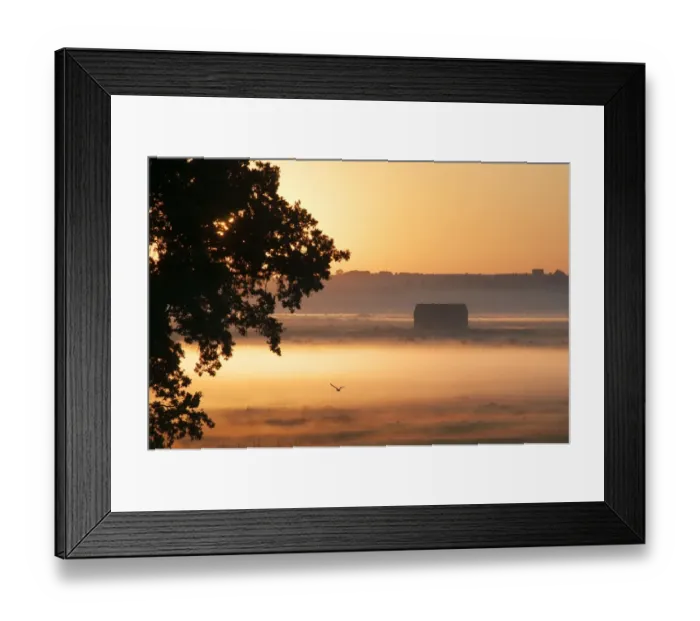 Framed Print : View of Common Oak (Quercus robur), barn and cattle on coastal grazing marsh habitat, silhouetted at sunrise Framed Print : View of Common Oak (Quercus robur), barn and cattle on coastal grazing marsh habitat, silhouetted at sunrise