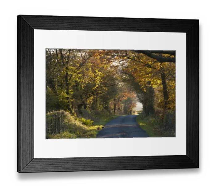 Framed Print : Rural lane with trees in autumn colour, Cowark, Lancashire, England, November Framed Print : Rural lane with trees in autumn colour, Cowark, Lancashire, England, November