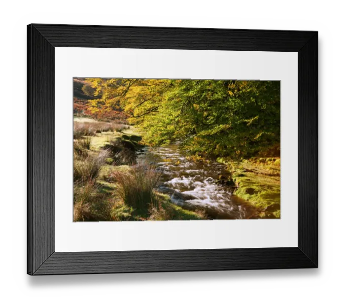 Framed Print : River and overhanging beech trees with leaves in autumn colours, Hoar Oak Water, Exmoor N. P. Somerset, England, October Framed Print : River and overhanging beech trees with leaves in autumn colours, Hoar Oak Water, Exmoor N. P. Somerset, England, October