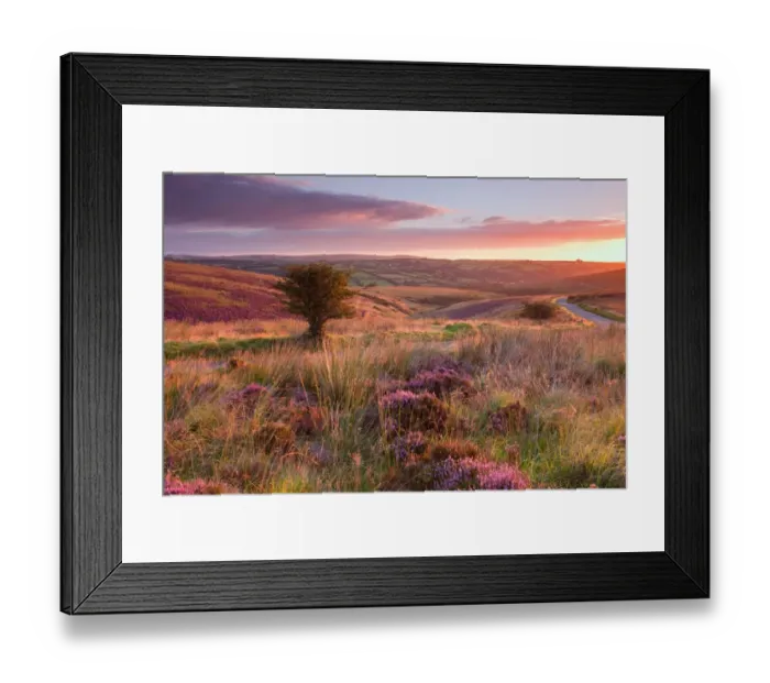 Framed Print : View of road through moorland habitat with flowering heather and hawthorn trees at sunrise, Knighton Combe Framed Print : View of road through moorland habitat with flowering heather and hawthorn trees at sunrise, Knighton Combe