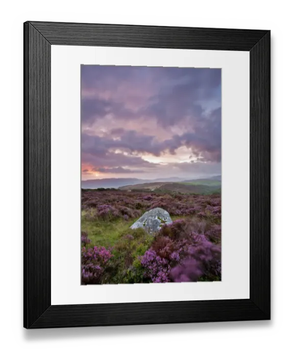 Framed Print : View of standing stone with flowering heather being blown in wind on moorland at sunrise, Whit Stones, Porlock Common Framed Print : View of standing stone with flowering heather being blown in wind on moorland at sunrise, Whit Stones, Porlock Common