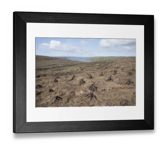 Framed Print : Drying firewood on moorland, Olna Firth, Mainland, Shetland Islands, Scotland, June Framed Print : Drying firewood on moorland, Olna Firth, Mainland, Shetland Islands, Scotland, June