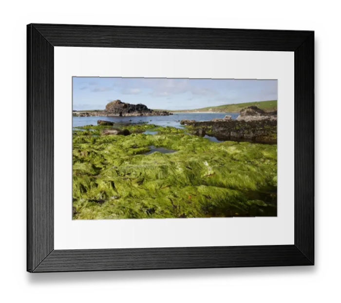 Framed Print : Rocky shoreline with rockpools at low tide, Bigton Wick, Mainland, Shetland Islands, Scotland, May