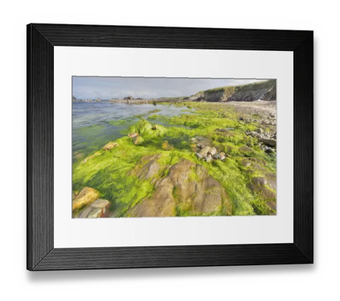 Framed Print : Rocky shore with seaweed at low tide, Bigton Wick, Mainland, Shetland Islands, Scotland, May Framed Print : Rocky shore with seaweed at low tide, Bigton Wick, Mainland, Shetland Islands, Scotland, May