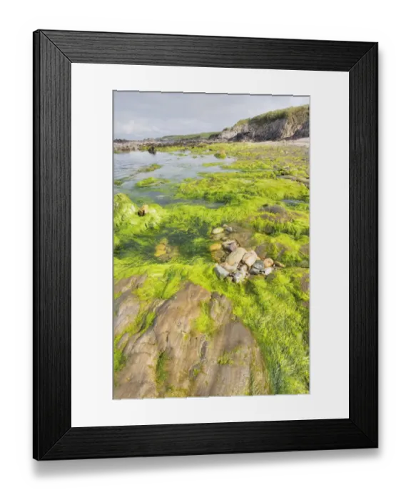 Framed Print : Rocky shore with seaweed at low tide, Bigton Wick, Mainland, Shetland Islands, Scotland, May Framed Print : Rocky shore with seaweed at low tide, Bigton Wick, Mainland, Shetland Islands, Scotland, May