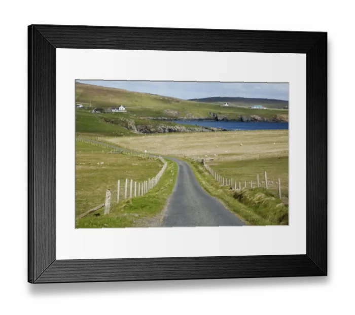Framed Print : Single track road through coastal pasture with sheep, Fetlar, Shetland Islands, Scotland, June
