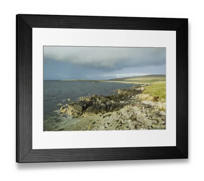 Framed Print : View of coastline, North Coast, Fetlar, Shetland Islands, Scotland, June