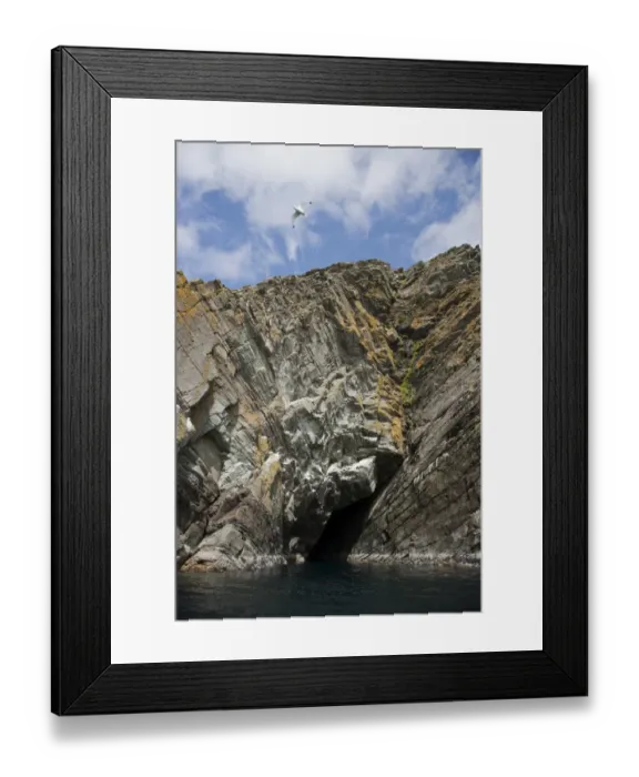 Framed Print : View of sea cave and cliffs, Bressay, Shetland Islands, Scotland, June Framed Print : View of sea cave and cliffs, Bressay, Shetland Islands, Scotland, June