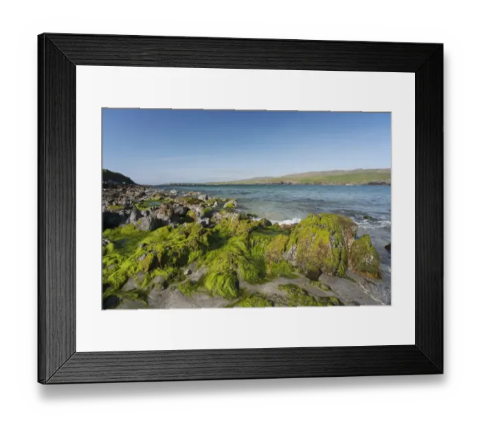 Framed Print : View of rocky beach, Lunda Wick Bay, Unst, Shetland Islands, Scotland, June Framed Print : View of rocky beach, Lunda Wick Bay, Unst, Shetland Islands, Scotland, June