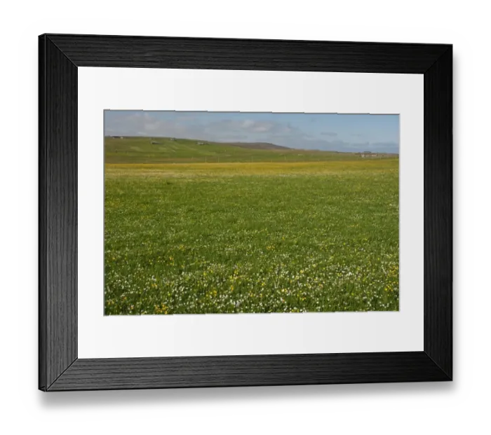 Framed Print : View of meadow with wildflowers, Unst, Shetland Islands, Scotland, June Framed Print : View of meadow with wildflowers, Unst, Shetland Islands, Scotland, June
